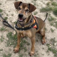 ARAGON HAA24459, chien à adopter