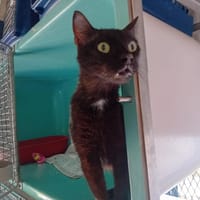 SWEETY, chat à adopter