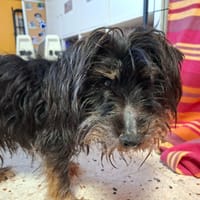 MARCEL, chien à adopter