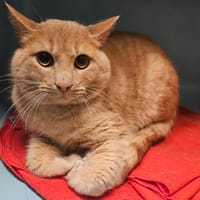 ARO, chat à adopter