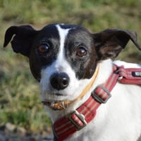 LILAS CHAO, chienne à adopter