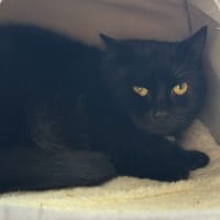 Zorro CAB5152, chat à adopter