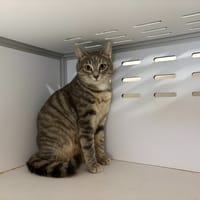 Willow, chatte à adopter