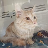 JONNY, chat à adopter