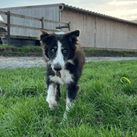 BOBBY, chien à adopter