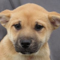 YAMAHA, chienne à adopter