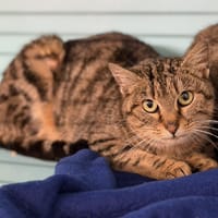 Eowyn CAB5161, chatte à adopter