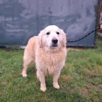 RUBBIE, chienne à adopter