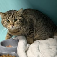 Truffe CAB5176, chatte à adopter