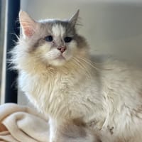 Fox [FIV+], chat à adopter