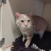 Honey PAB28484, chat à adopter