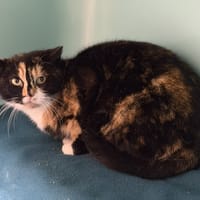 Sienna CAB5175, chatte à adopter