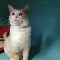 ASTRO, chat à adopter