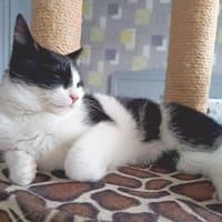 abyss, chat à adopter