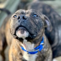 Drago, chien à adopter