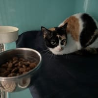 LOUNA, chatte à adopter