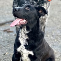 Kenaï [Chiot], chien à adopter