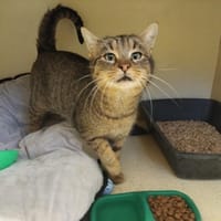 MAGNUM pab28470, chat à adopter