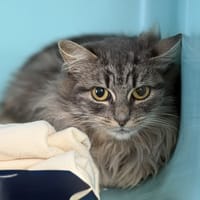 Edwige CAB5164, chatte à adopter