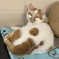 Nounours CAB5180, chat à adopter