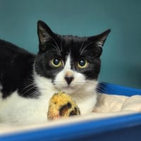 BASSET, chat à adopter