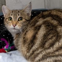 TRICOTTE, chatte à adopter