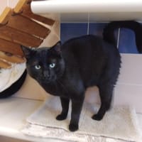 UGO PAB28514, chat à adopter