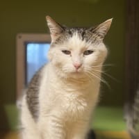 PANTOUFLE A17282, chatte à adopter