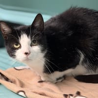 Lou CAB5187, chatte à adopter