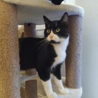 ULYSSE PAB28511, chat à adopter