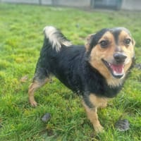 Ubert, chien à adopter