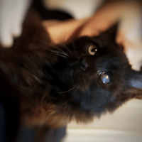 BABOUSHKA, chat à adopter