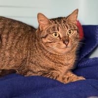 Arwen CAB5162, chatte à adopter