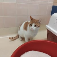 ATLANTA PAB28506, chatte à adopter