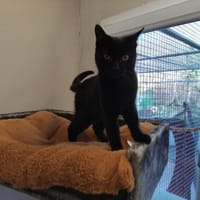 ALEZANE PAB28507, chatte à adopter