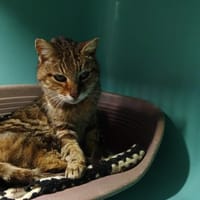 cheline, chatte à adopter