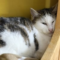 Daisy CAB5145, chatte à adopter