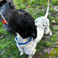 Ragnard, chien à adopter