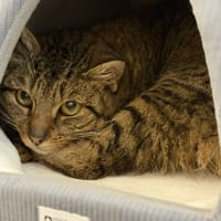 Gimli CAB5159, chat à adopter