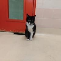 AIRELLE  PAB28515, chatte à adopter