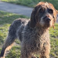 Némo CAA14679, chien à adopter