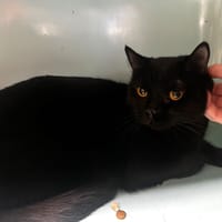 Haku, chat à adopter