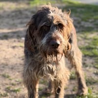 Lidol CAA14678, chien à adopter