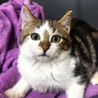 Mungo [Chaton] [Ataxique], chat à adopter