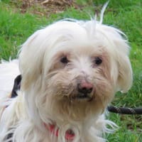 IXIE, chienne à adopter