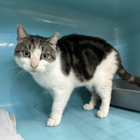 RUSTYCHOU, chat à adopter