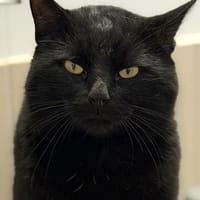 Flow CAB5177, chat à adopter