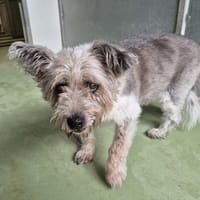 DOMINO, chien à adopter