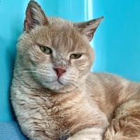 Kodi [FIV+], chat à adopter