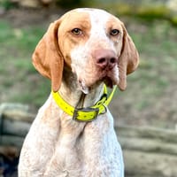 VERSO, chien à adopter